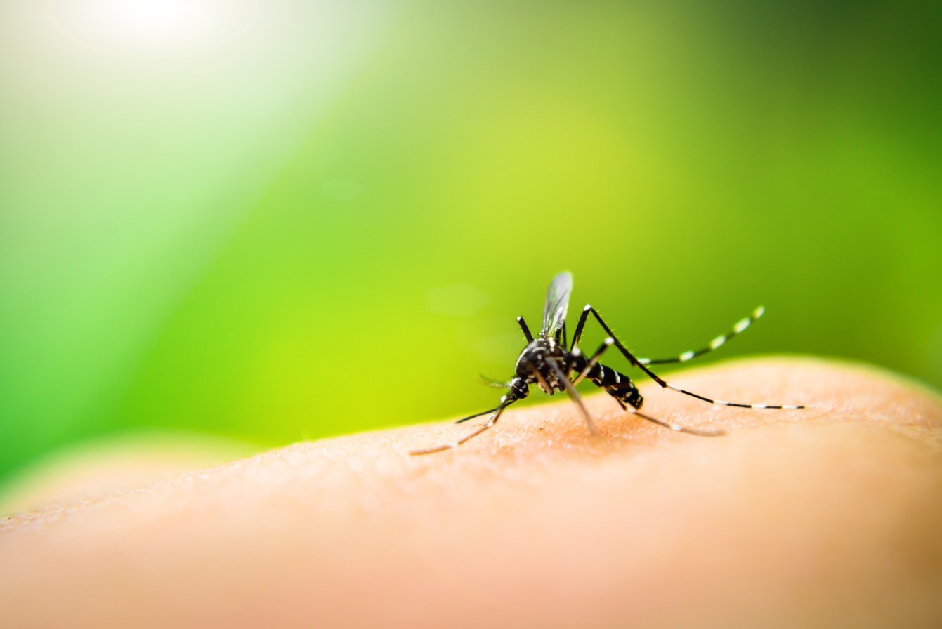 Dengue tipo 2: quais os sintomas e as fases da doença?