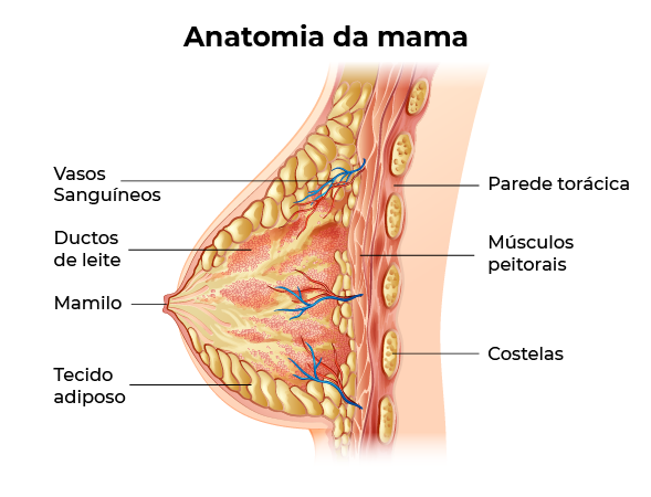Ilustração da anatomia da mama feminina
