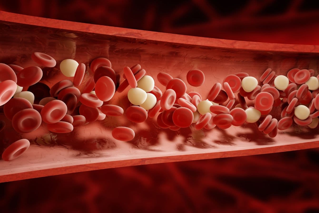 Células avaliadas no hemograma: Eritrócitos e leucócitos