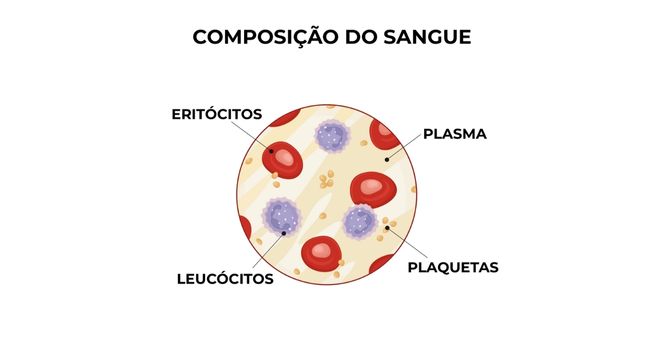 Ilustração com a composição do sangue: eritrócitos, leucócitos, plaquetas e plasma