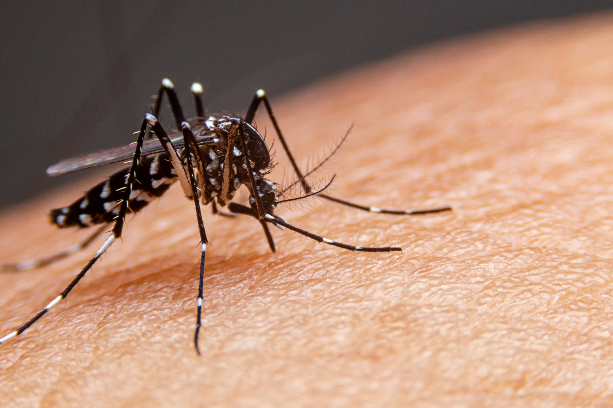mosquito da dengue picando pessoa